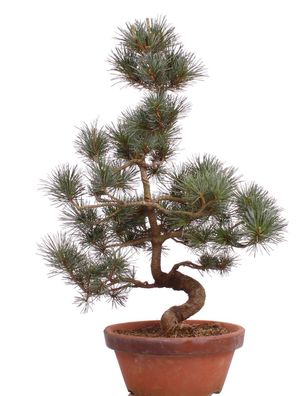 Bonsai - Pinus parviflora, Japanische Mädchenkiefer 222/38
