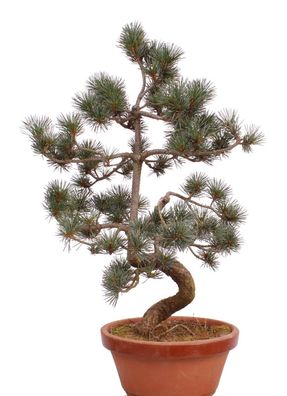 Bonsai - Pinus parviflora, Japanische Mädchenkiefer 222/39