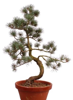 Bonsai - Pinus parviflora, Japanische Mädchenkiefer 222/40
