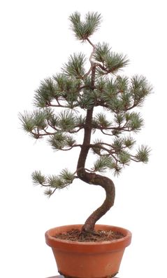 Bonsai - Pinus parviflora, Japanische Mädchenkiefer 222/41