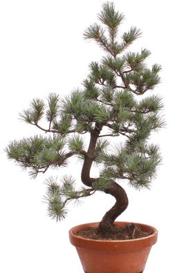 Bonsai - Pinus parviflora, Japanische Mädchenkiefer 222/42