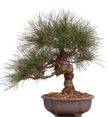 Bonsai - Pinus thunbergii, Japanische Schwarzkiefer 222/45