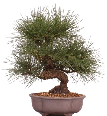 Bonsai - Pinus thunbergii, Japanische Schwarzkiefer 222/46