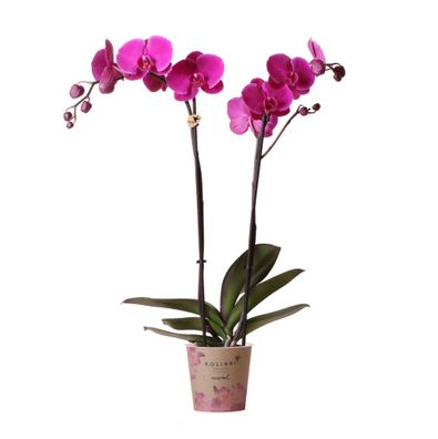 Kolibri Orchideen - Lila Phalaenopsis Orchidee - Mineral Violett Joyride - Topfgrö...