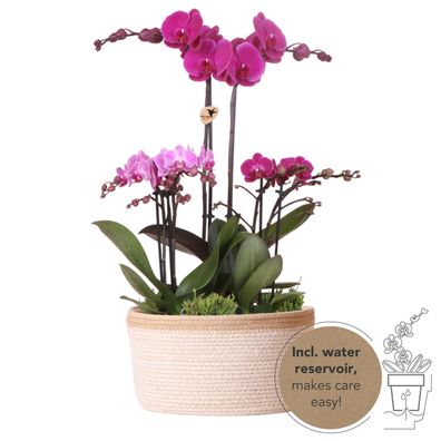 Kolibri Orchids| lila Pflanzenset im Baumwollkorb inkl. Wassertank | drei lila ...