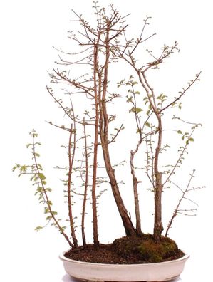 Bonsai - Metasequoia glyptostroboides, Urweltmammutbaum 204/195