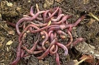 Regenwürmer die freundlichen-und nachhaltigen Gartenhelfer