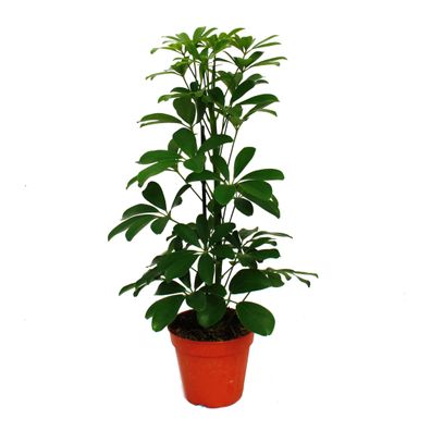 Strahlenaralie - Schefflera - grünlaubig - 12cm Topf - Zimmerpflanze - ca. 40-45c...