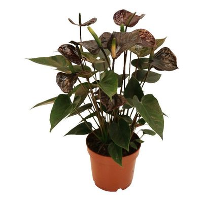 Anthurium andreanum "Black Karma" - mit schwarzer Blüte im 12cm Topf