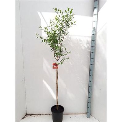 Granatapfel 'Acco' 150-190 cm Hochstamm Punica Granatum Obstbaum - Granatäpfel
