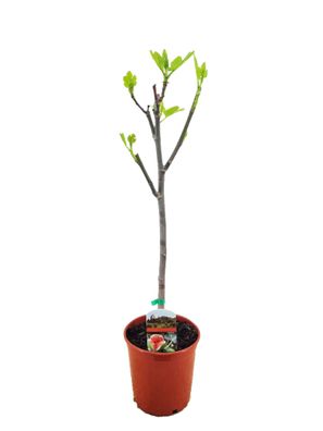 Feigenbaum Dalmatie 70-100cm kräftiger Stamm Ficus carica echte Feige Winterhart