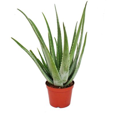 Aloe Vera - ca. 7-8 Jahre alt - 21cm Topf, riesige und sehr alte Pflanze