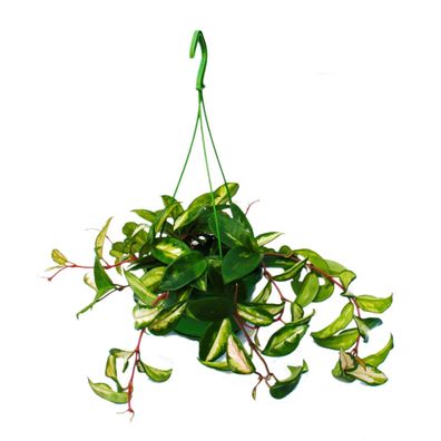Zimmerpflanze zum Hängen - Hoya carnosa rubra - Porzellanblume - Wachsblume 14cm ...