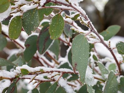 Winterharter Schnee-Gummibaum mit weißer Rinde - Eukalyptus-Baum/ Samen