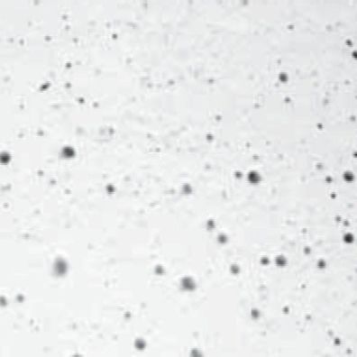 Beckenrandstein Set Rechteckbecken 500 x 300 cm | weiß | Oberfläche leicht rau