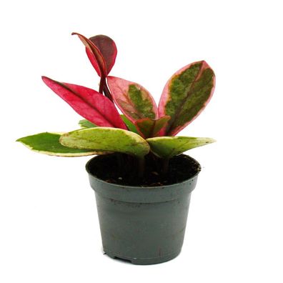 Mini-Pflanze - Hoya Flaming Dream - rotblättrige Porzellanblume - Wachsblume - ...