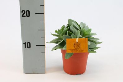 Senecio Cephalophorus 105 - 105 | Ø10.5cm | 15cm | Pflanze