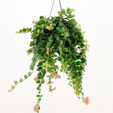 Aeschynanthus - Schamblume - Lippenstift-Sinnblume - Zimmerpflanze Grünpflanze