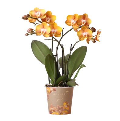 Kolibri Orchideen - Orange goldene Phalaenopsis Orchidee - Topfgröße 12cm - Juwel ...