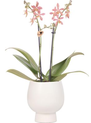 Kolibri Orchids - orange Phalaenopsis Orchidee - Spider in Scandic weiß - Topfgröß...