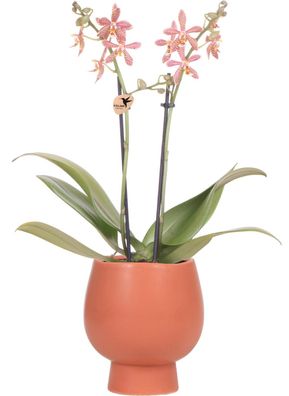 Kolibri Orchids - orange Phalaenopsis Orchidee - Spider in Scandic Terracotta - ...