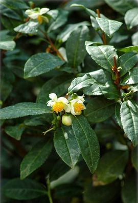 Camellia sinensis - Teepflanze - Echter Teestrauch - Pflanze 15-30cm