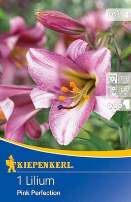 Lilien Pink Perfection rosa