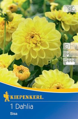 Beet- & Kübel-Dahlie Sisa, Blumenzwiebel von Kiepenkerl