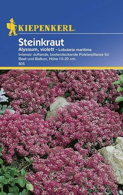Lobularia Steinkraut Alyssum violett