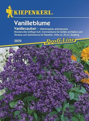 Heliotropium arborescens Vanilleblume Vanillezauber