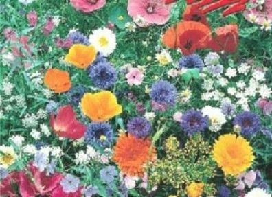 Blumenmischung, Wiesenblumen und Kräuter, Inhalt: 1kg für 1000m², mehrjährig, ...