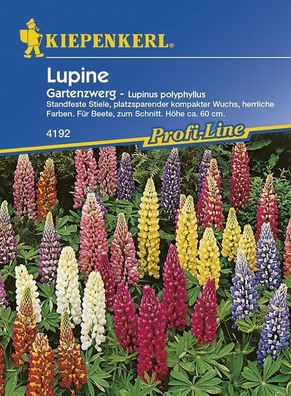 Lupine Gartenzwerg | platzsparender kompakter Wuchs, herrliche Farben | Für...