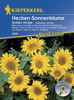 Helianthus annuus Sonnenblume Golden Hedge