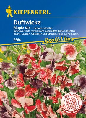 Edelwicken Ripple Mix gepunktete Blüten Lathyrus odoratus