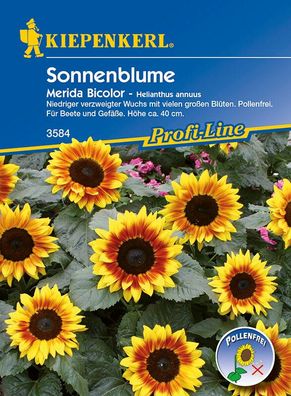 Helianthus Sonnenblumen Merida Bicolor