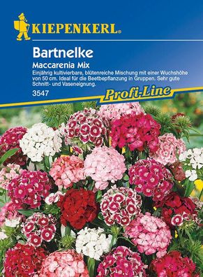 Dianthus barbatus Bartnelke Maccarenia Mix