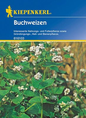 Buchweizen Gründünger Portion 50g, Vor- und Nachkultur für alle Gemüsearten...