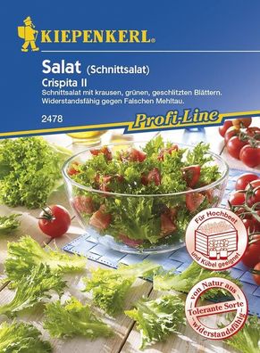 Schnittsalat Crispita II | schnellwachsend | ideal für schnelle Zwischenkulturen