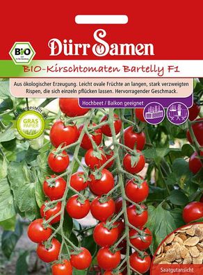 BIO Tomaten Bartelly F1, leicht ovale Früchte an langen stark verzweigten