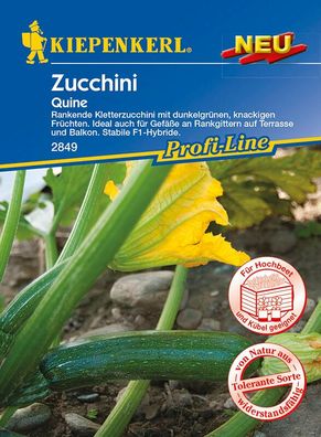 Zucchini Quine Kletterzucchini