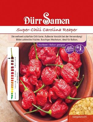 Super-Chili Carolina Reaper, die weltweit schärfste Chili-Sorte bildet