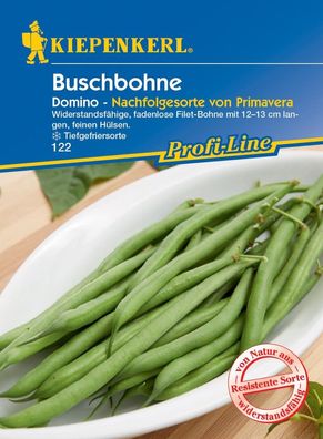 Buschbohne Domino, widerstandsfähige fadenlose Filet-Bohne mit 12-13 cm...