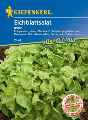 Eichblattsalat Kyrio, ertragreicher grüner Pflücksalat, resistent, für die...