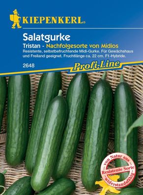 Salatgurke Tristan F1, resistente selbstbefruchtende Midi-Gurke, für...