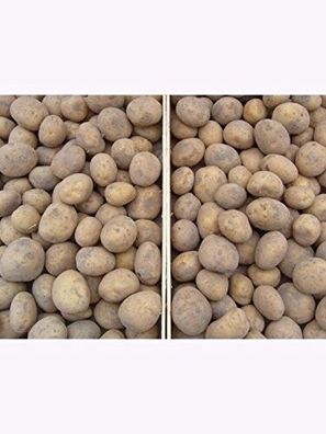 Holl. Erstlinge Pflanzkartoffeln 2,5kg Saatkartoffeln früh