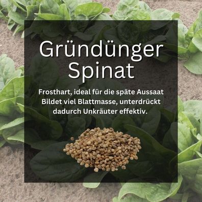 GardenTaurus® Gründünger Spinat, 800g für 80m², Doppelnutzen durch Ernte als...