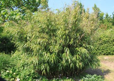 Fargesia robusta Wolong - Bambus - heckenpflanze - Blickdicht keine Rhizomsperre