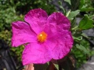 Zistrose pink CISTUS Incanus Samen Heilpflanze mediter sehr starke Heilpflanze