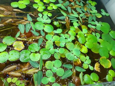 Schwimmpflanzen gegen Algen - Schildkrötenfutter Wasserlinsen Schwimmreis Farn