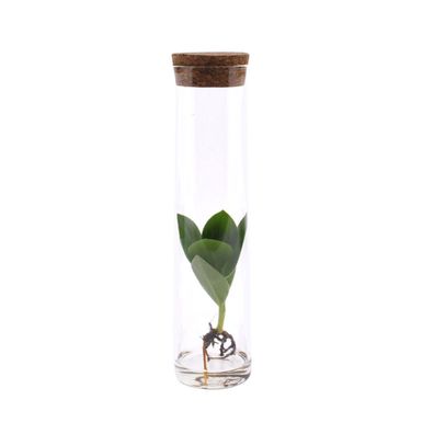 Clusia In Tube Glas 1 | Ø5cm | 15cm | Pflanze